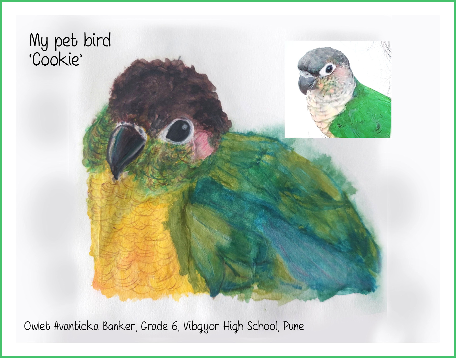 My pet bird ‘Cookie’